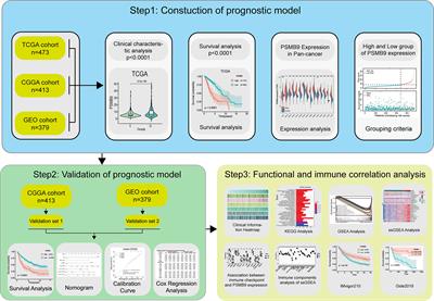 Immune Characteristics and Prognosis Analysis of the Proteasome 20S Subunit Beta 9 in Lower-Grade Gliomas